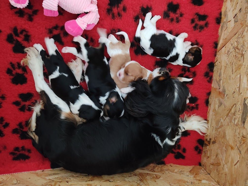 chiot Cavalier King Charles Spaniel De La Source Du Thin